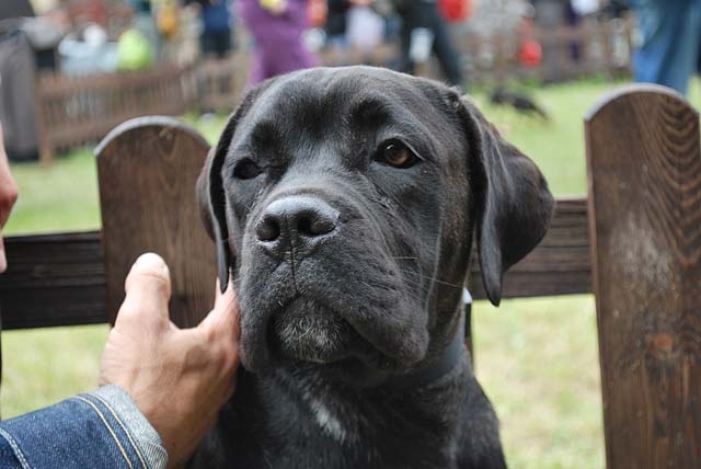 Cane corso