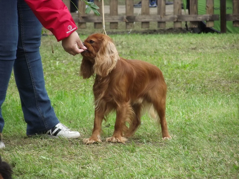 Kavalier King Charles španiel 8