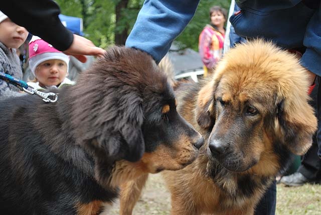 Tibetská doga - šteniatka 2