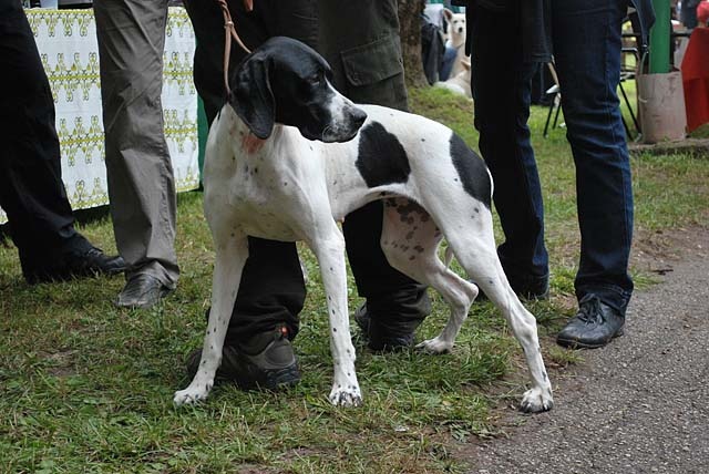Pointer