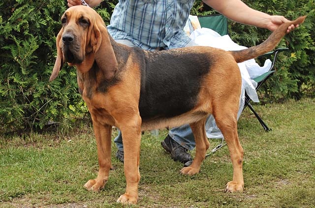 Bloodhound