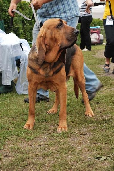 Bloodhound 2