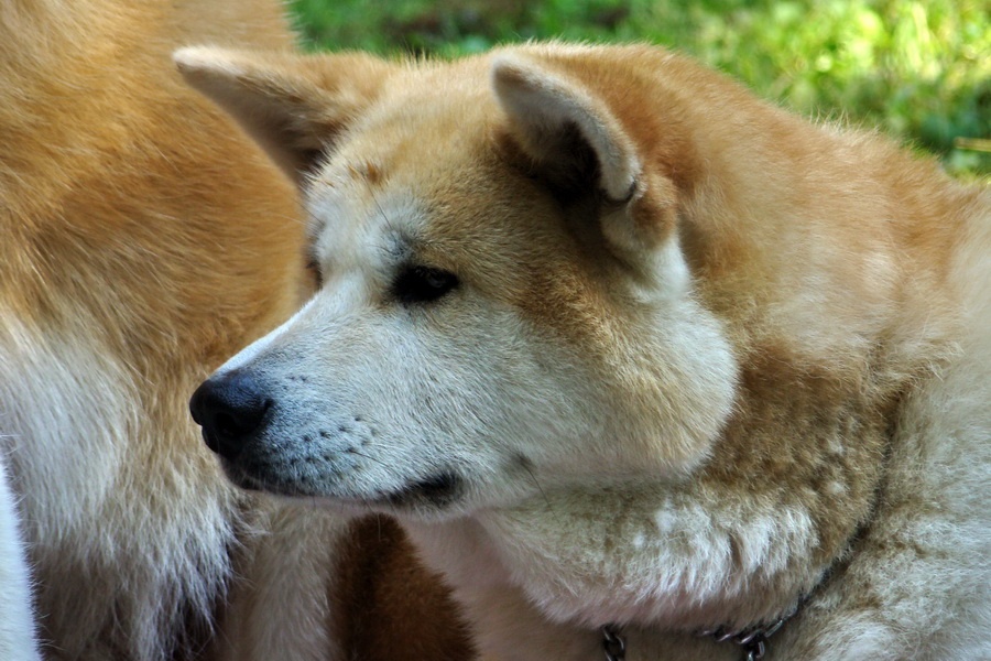 Akita