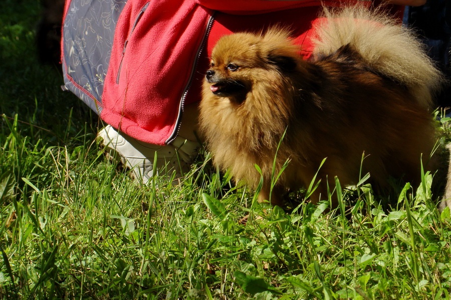 Pomeranian