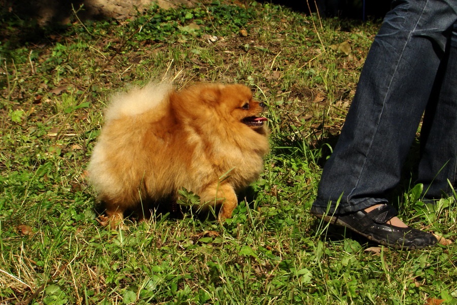 Pomeranian