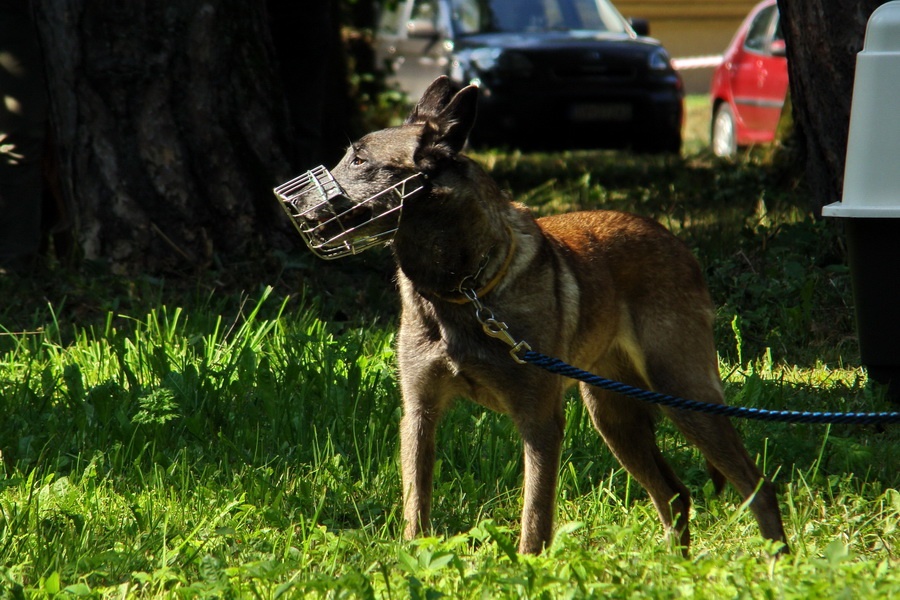 Belgický ovčiak Malinois