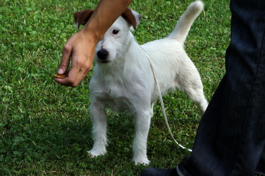 Jack Russell teriér