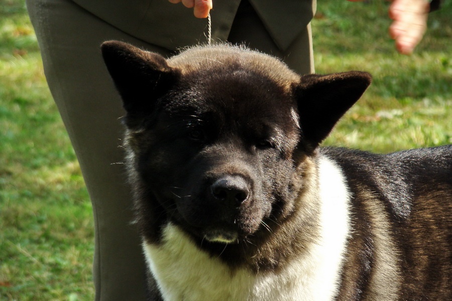 Americká akita