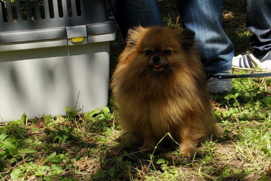 Pomeranian