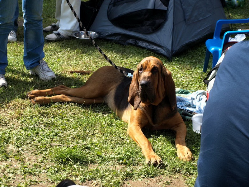 Svätohubertský pes - bloodhound