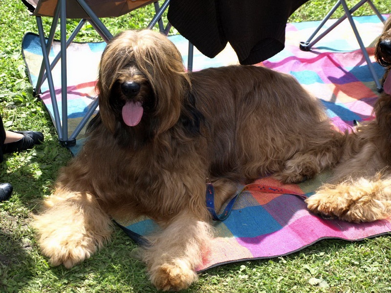 Briard