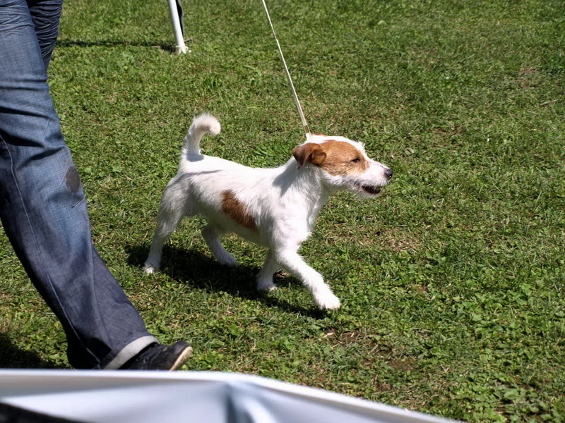 Jack Russell teriér