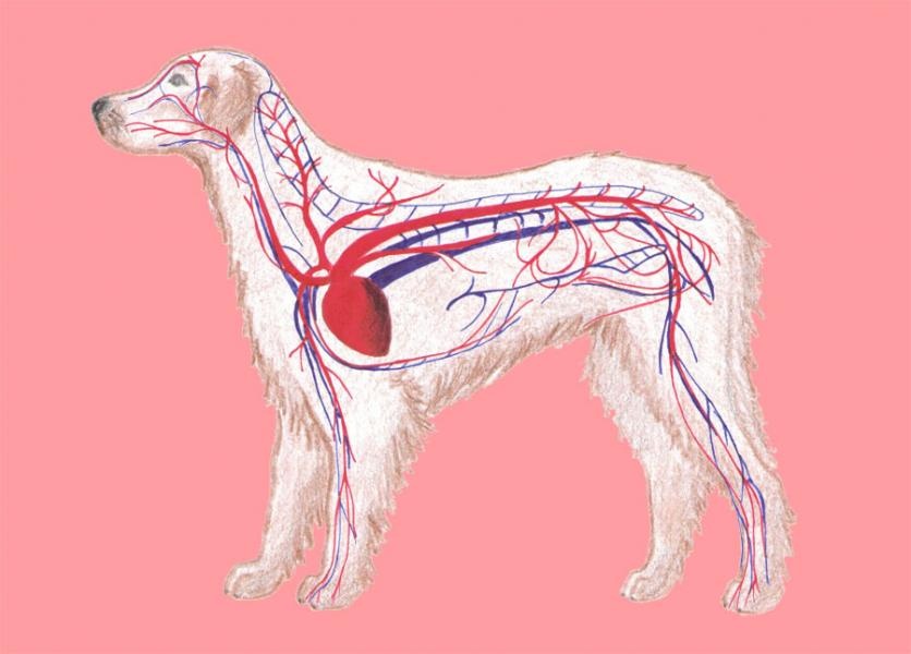 Srdcovocievna sústava psa a krv