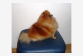 Curly Sue of Maja´s Pomeranianworld