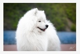 Samojed Polar Beauty