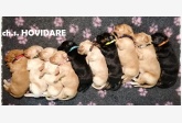 Hovidare