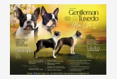 Gentleman Tuxedo kennel