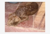 Chovateľská stanica CHESAPEAKE BAY RETRIEVER