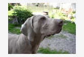 Chovateľská stanica používateľa weimaraner