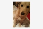 Používateľ nika_nevermore daruje psíka