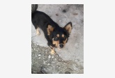 Používateľ KVLdievca našiel psíka