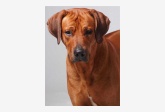 Profil psíka patrí používateľovi Adriana B