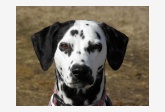 Profil psíka patrí používateľovi Delilah