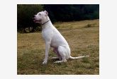 Profil psíka patrí používateľovi Niky - dogo argentino