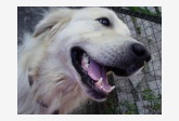 Profil psíka patrí používateľovi Terča Planková