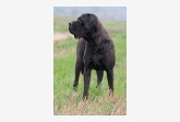 Profil psíka patrí používateľovi tosa inu kennel
