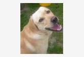 Profil psíka patrí používateľovi Zuzanka