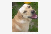 Profil psíka patrí používateľovi Zuzanka
