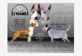 Obrázok používateľa Llynxbull Bullterrier kennel