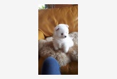 Obrázok používateľa Nádherný vrh Pomeranian WhatsApp +30 697 098 7477