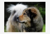 Obrázok používateľa Tibetan-Mastiff