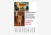 Používateľovi Martina Krajcikova sa stratil psík
