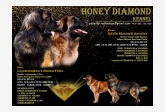 Vrh A - Honey diamond 