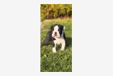 Vrh C - Gentleman Tuxedo kennel