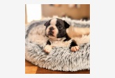 Vrh B - Gentleman Tuxedo kennel