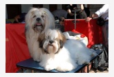 Lhasa apso