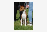 Basenji