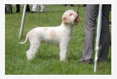 Lagotto - Angelus mei Emayisa