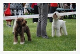 Lagotto