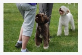 Lagotto