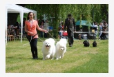 Samojed