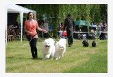 Samojed