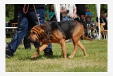 Bloodhound