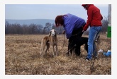 Saluki Tamr - H Mazury de Maybeline & Alfa Rašaja z Čech