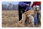 Saluki Tamr - H Mazury de Maybeline & Alfa Rašaja z Čech