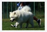 Samojed